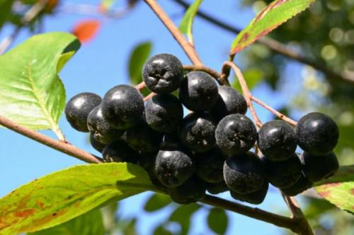 С чем сажать жимолость. Соседи жимолости на участке, рядом с чем сажать