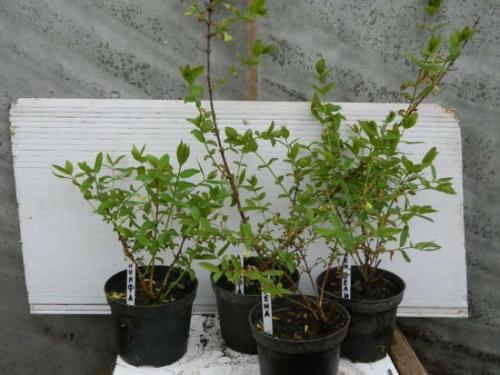 Посадка жимолости. Правильная посадка жимолости на даче