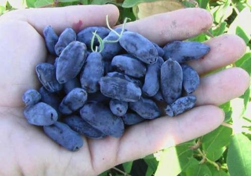 Подготовка посадочной ямы для жимолости. Что такое жимолость и её особенности