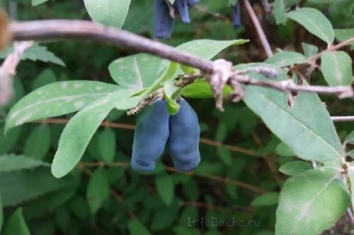 С чем сажать жимолость. Соседи жимолости на участке, рядом с чем сажать