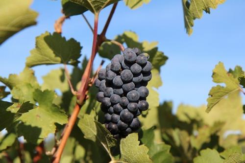 С чем сажать жимолость. Соседи жимолости на участке, рядом с чем сажать