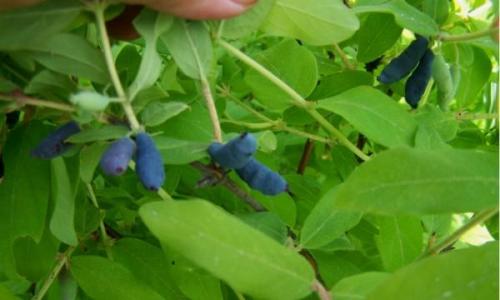 Жимолость сажают в паре. Жимолость: подбираем пары