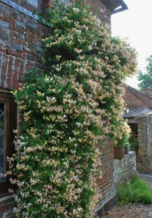 Подготовка посадочной ямы для жимолости. Что такое жимолость и её особенности