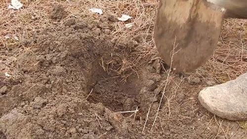 Где лучше посадить жимолость. Дополнительные требования к выбору места