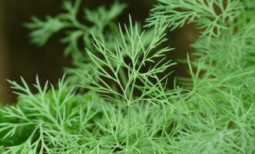 Турша по-корейски