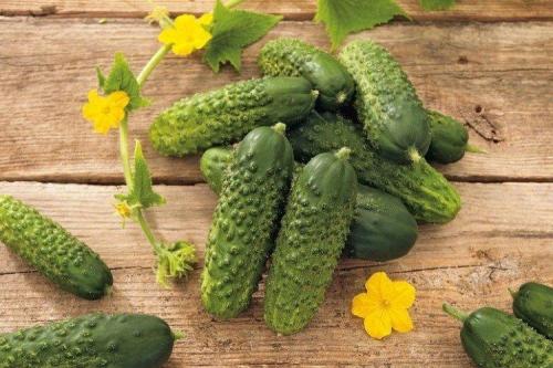 Какие сорта огурцов лучше всего выращивать в условиях с высокой влажностью. Лучшие сорта огурцов для теплиц: фото, названия и описания (каталог)