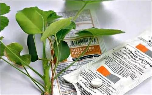 Янтарная кислота: секреты ее применения в саду и огороде 05 Янтарная кислота: секреты ее применения в саду и огороде 05