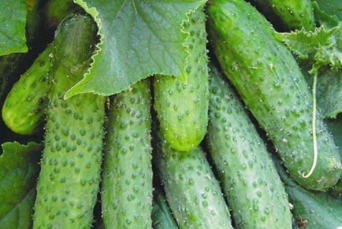 Какие сорта огурцов лучше всего выращивать в условиях с высокой влажностью. Лучшие сорта огурцов для теплиц: фото, названия и описания (каталог)