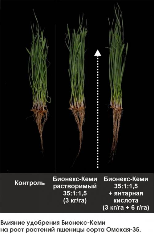 Янтарная кислота: секреты ее применения в саду и огороде 03 Янтарная кислота: секреты ее применения в саду и огороде 03