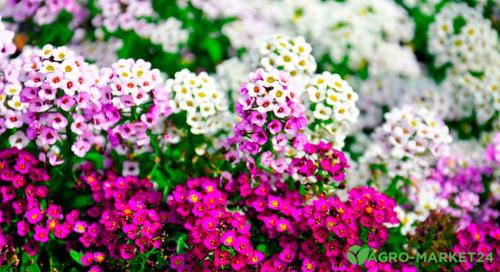 Янтарная кислота: секреты ее применения в саду и огороде Янтарная кислота: секреты ее применения в саду и огороде