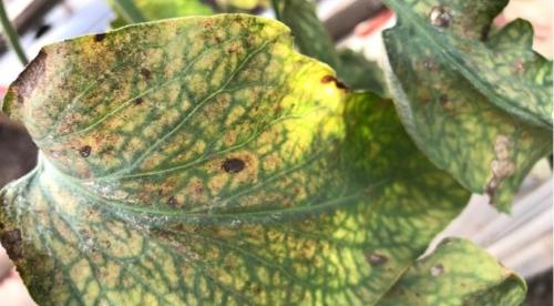 Почему помидоры внутри белые и жесткие и созревают наполовину. Почему помидоры вырастают внутри белыми и жесткими? 03