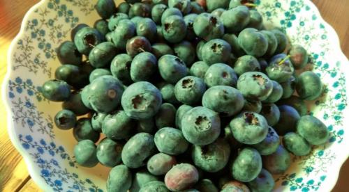 Надо ли укрывать жимолость на зиму и для чего это делать. Обрезка 03