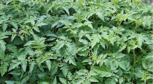 Почему помидоры внутри белые и жесткие и созревают наполовину. Почему помидоры вырастают внутри белыми и жесткими? 10