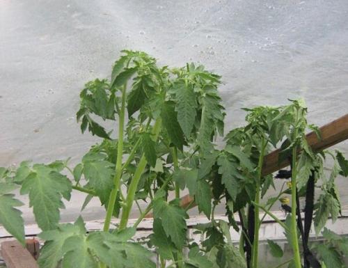 Помидоры в теплице доросли до потолка, что делать. Что делать, если помидоры доросли до потолка?