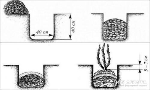 Каприфоль укрытие на зиму. Жимолость Каприфоль