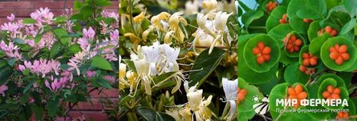 Каприфоль укрытие на зиму. Жимолость Каприфоль