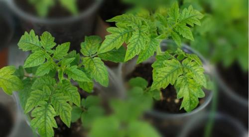 Почему помидоры внутри белые и жесткие и созревают наполовину. Почему помидоры вырастают внутри белыми и жесткими? 05