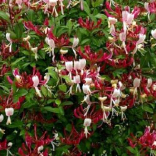 Каприфоль укрытие на зиму. Жимолость Каприфоль