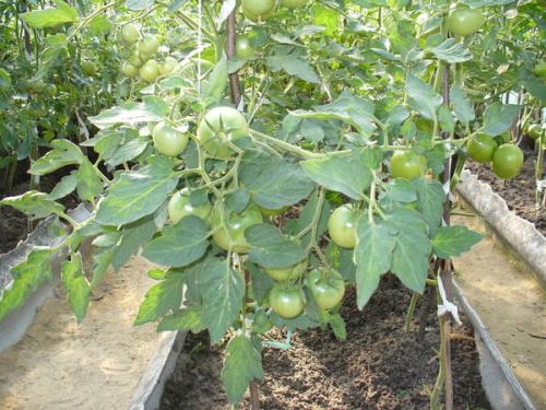 Помидоры в теплице доросли до потолка, что делать. Что делать, если помидоры доросли до потолка?