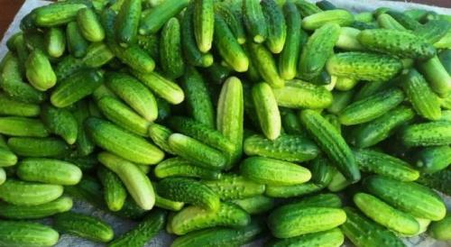 Сколько времени требуется для маринования огурцов в литровых банках. Хрустящие маринованные огурцы на зиму – рецепт на 1 литр