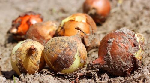 Лук из семян рассадой. Сроки и особенности посева 03