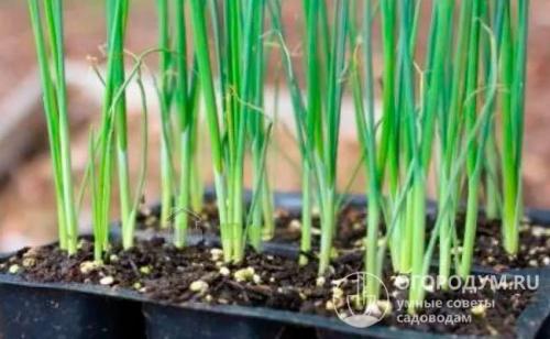 Лук из семян рассадой. Сроки и особенности посева
