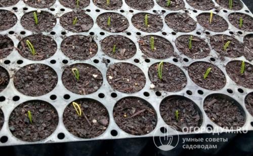 Лук из семян рассадой. Сроки и особенности посева