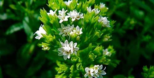 Стевия выращивание в открытом грунте.  Стевия — выращивание в домашних условиях.