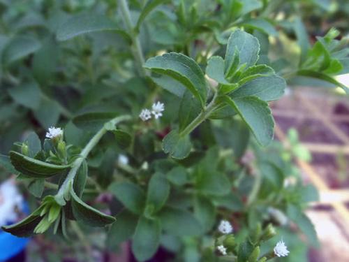 Технология выращивания стевии. Выращивание стевии в саду