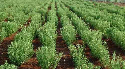 Стевия выращивание в открытом грунте.  Стевия — выращивание в домашних условиях.