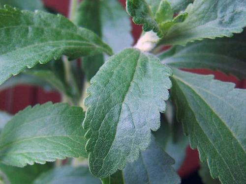 Технология выращивания стевии. Выращивание стевии в саду