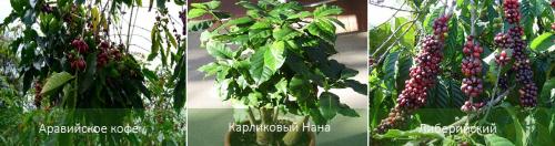 Кофейное дерево, как ухаживать. Кофейное дерево: как вырастить