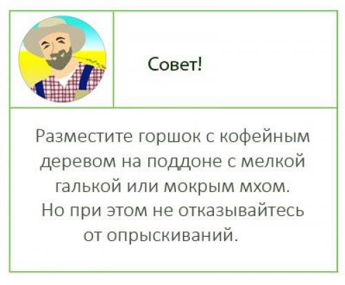 Кофейное дерево, как ухаживать. Кофейное дерево: как вырастить