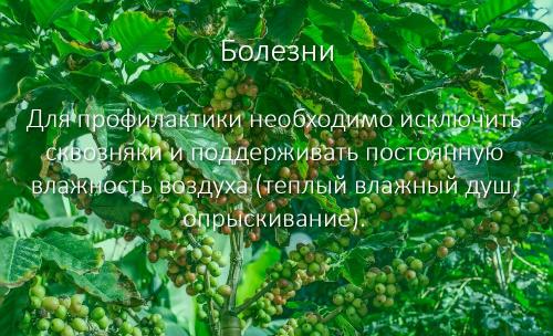 Кофейное дерево, как ухаживать. Кофейное дерево: как вырастить