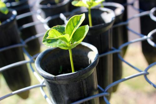 Выращиваем кофейное дерево в домашних условиях. Условия выращивания кофейного дерева дома