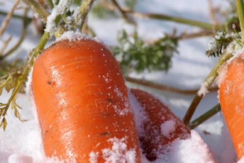 Морковь и заморозки осенью. Боится ли морковь заморозков: температурные пределы для уборки урожая