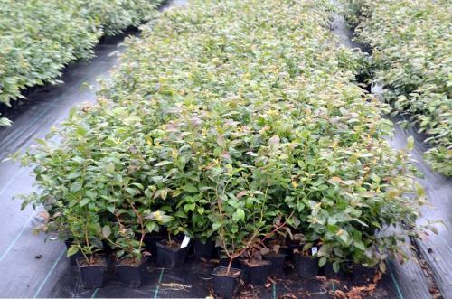 Жимолость каприфоль укрыть на зиму. Жимолость Каприфоль. Что это за растение и откуда оно? 05