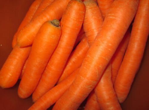 Морковь и заморозки осенью. Боится ли морковь заморозков: температурные пределы для уборки урожая