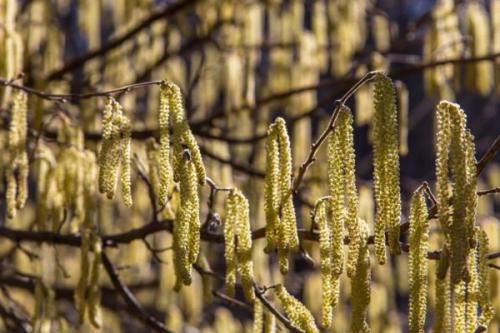 Боится ли морковь заморозков весной. Посадка моркови в открытый грунт весной: сроки сева