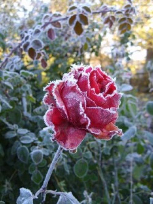 Как подготовить розы к зиме в украине. 4 практических совета по подготовке роз к зиме…