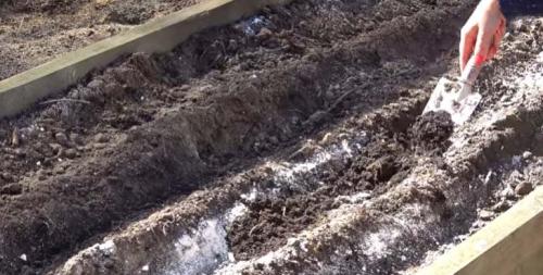 Лук севок на зелень. Как подготовить лук севок к посадке весной на репу