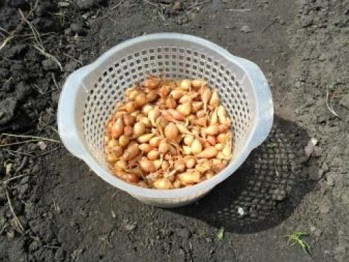 Посев севка лука. Когда сажать лук севок в открытый грунт 08