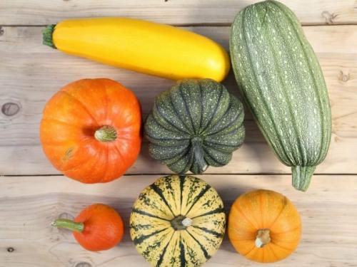 Тыква длинная, как кабачок. Тыква в форме кабачка