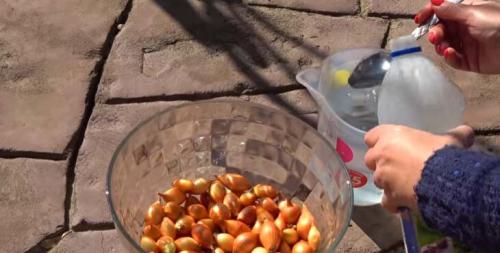 Лук севок на зелень. Как подготовить лук севок к посадке весной на репу