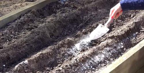 Лук севок на зелень. Как подготовить лук севок к посадке весной на репу