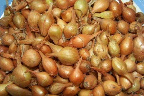 Какой лук-севок лучше сажать. Лук севок — название и описание лучших сортов (с отзывами садоводов)