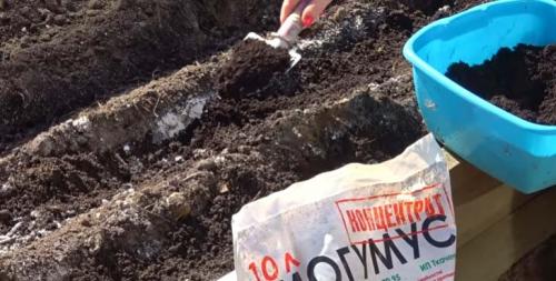 Лук севок на зелень. Как подготовить лук севок к посадке весной на репу