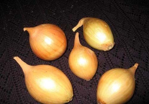 Какой лук-севок лучше сажать. Лук севок — название и описание лучших сортов (с отзывами садоводов)