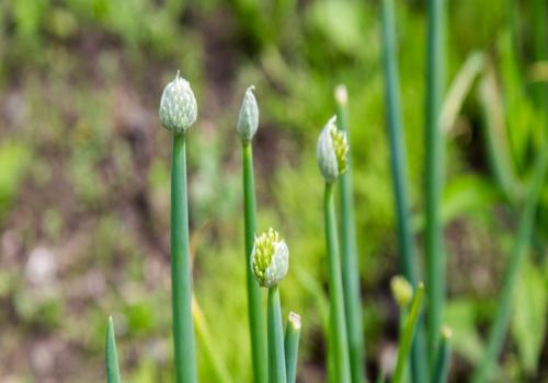 Посев севка лука. Когда сажать лук севок в открытый грунт