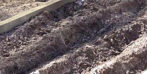 Лук севок на зелень. Как подготовить лук севок к посадке весной на репу